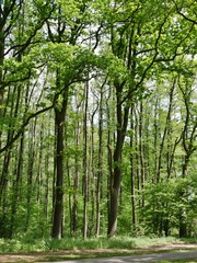 Mischwald im Duvenstedter Brook
