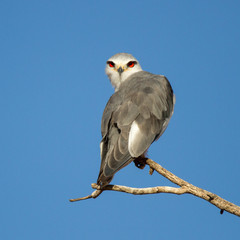 Black-winged Kite perched in tree Kalahari South Africa