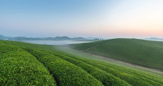 time lapse of the beautiful tea plantation with mist in sunrise