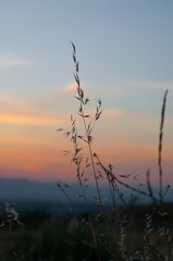 Obraz premium Atardecer sobre plantas secas