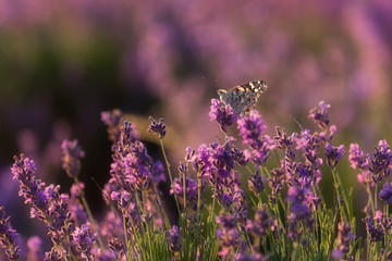 Lavender close-up on a blurry background. Selective and soft focus. The lavender field blooms in summer. Image of lavender with a copy of the space for prints, decor, Wallpaper, posters.