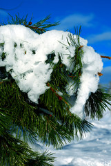 Snow Covered Fir Tree