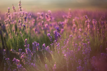 Naklejka premium Lavender close-up on a blurry background. Selective and soft focus. The lavender field blooms in summer. Image of lavender with a copy of the space for prints, decor, Wallpaper, posters.