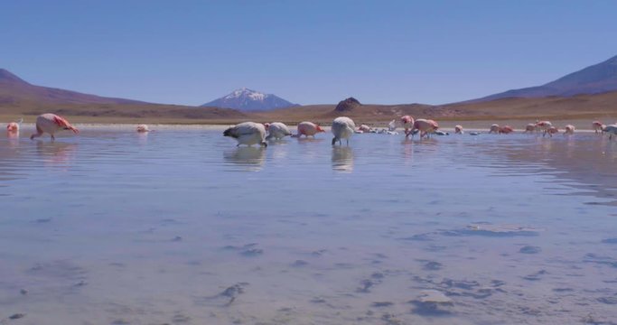 Young and Adults James Flamingos (Phoenicoparrus jamesi) Feeding in Laguna Hedionda (Stinking Lagoon) in Uyuni Desert
