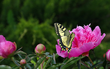peonies blooming in the garden. bright colorful swallowtail butterfly on a pink peony flower
