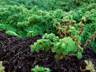 Green leafs photograph