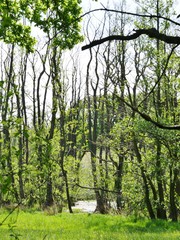 HOhe Bäume im Duvenstedter Brook