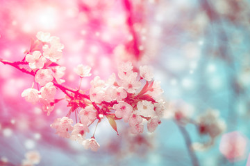 Cherry blossom in sunlight, blurred bokeh background