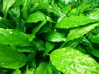 Wet green leaf photograph