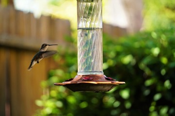 hummingbirds flying next to a copper feeder