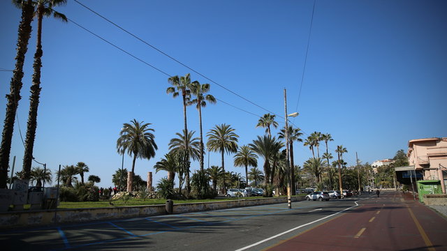 Palm trees in Antibes, France
