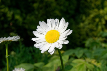 Leucanthemum vulgare, commonly known as the oxeye or dog dais