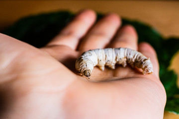 Bombyx mori, silkworm, on the palm of a person's hand.
