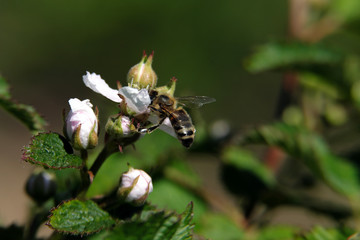 Biene auf weißer Blüte und unscharfer Hintergrund - Stockfoto