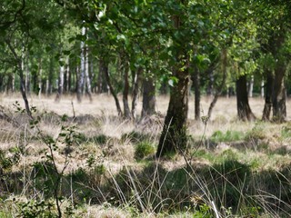 Birkenwald im Duvenstedter Brook