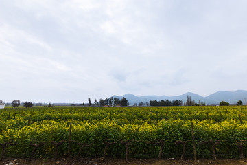 Obraz premium Rapeseed plantation with mountains on the background