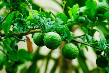 Selective focus of kaffir lime at branch at the orchard. High content of beneficial organic compounds that can positively affect the body’s systems.