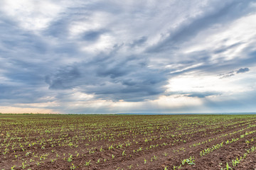 Fototapeta na wymiar View of corn leaves growth in a field at spring with dramatic clouds. Field with young corn