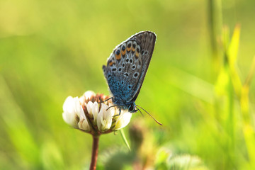Butterfly Polyommatus lat. Lycaenidae close-up on a blurry background. Blue butterfly on a white clover flower. Butterfly in selective focus. Macro photography of wildlife.
