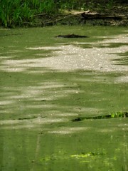 Entengrütze auf Teich mit Schatten