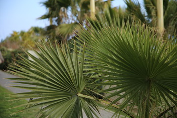 Monte Carlo. Beautiful alley in an exotic garden.
