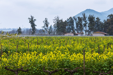 Rapeseed plantation with mountains on the background