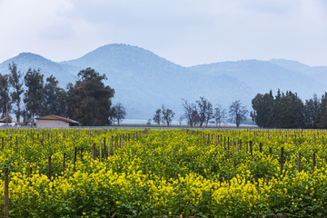 Rapeseed plantation with mountains on the background