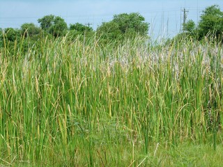 Obraz premium Tall wispy grass