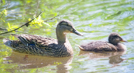 Wild duck swimming on the lake with its duckling