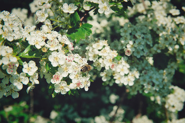 Bee on white flowers. The concept of caring for bees, beekeeping. Problems with bees and a threat to people of the world.