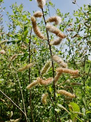 Pflanze vor Frühlingssträuchern