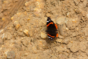 Butterfly Admiral lat. Vanessa atalanta close - up on the ground. Beautiful big butterfly with orange wings. Macro photography of wildlife. Top view of the insect, selective focus