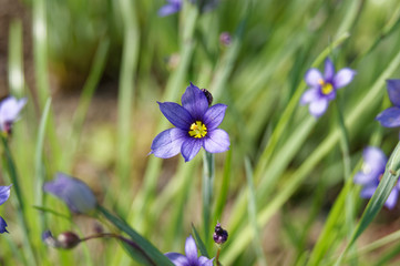 Sisyrinchium angustifolium commonly known as narrow-leaf blue-eyed-grass