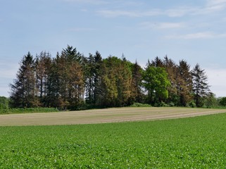 Feld mit Baumbestand