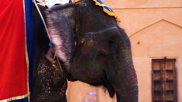 Elephant ride Japiur, Rajasthan, India. Popular tourist ride on decorated elephants at Amber Fort. Elephant Festival, Colourful closeup. Amer Fort is a UNESCO World Heritage site.