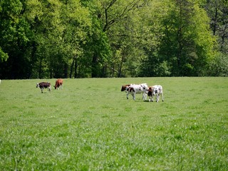 Schwarz-bunte Kühe auf der Weide