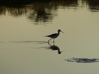 Free black-winged stilt in the wetlands on the beach of Vilanova i la Geltrú, Barcelona