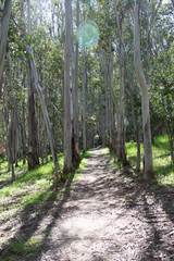 Forest in California