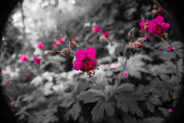 pink flowers in the wind