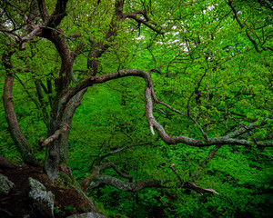 Fototapeta premium A beautiful spreading tree with beautiful green leaves growing on a piece of rock in the mountains.