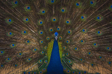 Obraz premium A peacock with spread feather