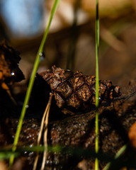 A close-up photo of a large pine cone lying on a piece of wood.