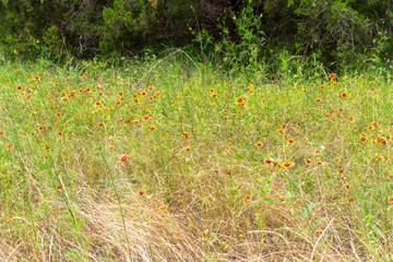 Lush Vegetation on Park During Day Time