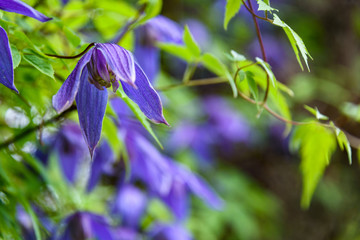 Clematis vines with green leaves and purple flowers, as a nature background
