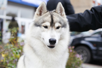 Siberian husky in the grass
