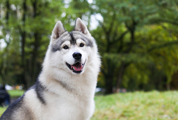 Siberian husky in the grass