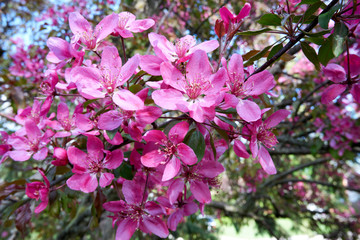 Pink apple blossoms