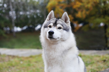 Obraz premium Siberian husky in the grass