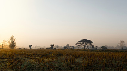 Fototapeta na wymiar Rice fields after harvest