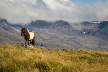 Icelandic horse
